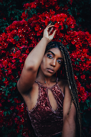 Jazz and the Bougainvillea